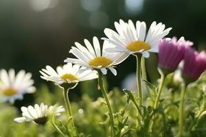 ensoleillé proche en haut de une peu Marguerite fleurs sur fleur Prairie , produire ai photo