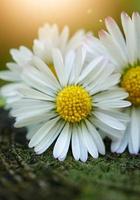 belle fleur de marguerite dans le jardin au printemps photo