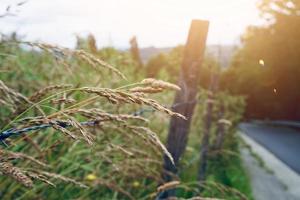 plantes vertes dans la nature au printemps fond vert photo