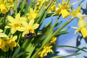 Bourdon pollinise le narcisse jaune en plein air dans le parc photo