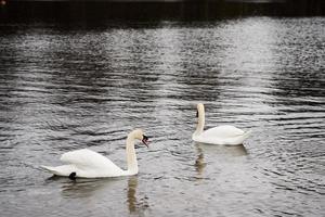 Famille de cygne blanc sur la côte de la mer Baltique en Finlande photo