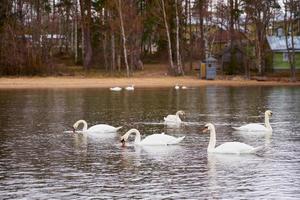 Famille de cygne blanc sur la côte de la mer Baltique en Finlande photo