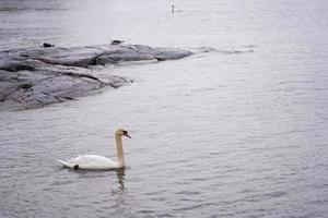 Cygne blanc sur la côte de la mer Baltique en Finlande photo