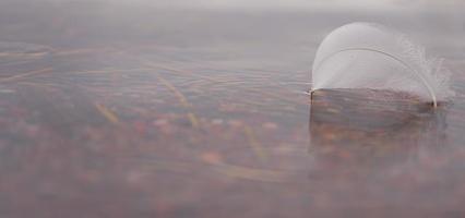 plume de cygne blanc dans l'eau avec un espace pour le texte photo