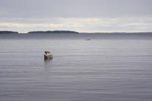 Cygne blanc sur la côte de la mer Baltique en Finlande photo