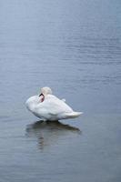 Cygne blanc faisant facepalm sur la côte de la mer Baltique en Finlande photo