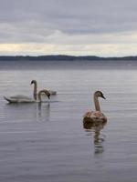 Famille de cygne blanc sur la côte de la mer Baltique en Finlande photo