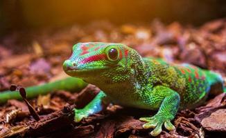 Forêt de gecko géant de madagascar photo