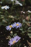 fleur pétale blanche et violette photo