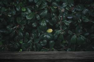 Conseil de table en bois avec fond de feuille vert foncé comme cadre et espace de copie pour l'exposition du produit photo