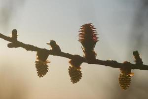 jeunes cônes d'ovulation et de pollen de mélèze au printemps photo