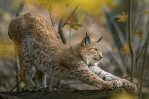 Lynx eurasien en automne photo