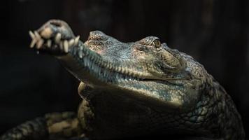 portrait de gavial photo