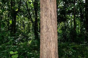 Close up texturé en bois d'un arbre dans la forêt photo