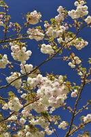 arbre fleur de cerisier photo