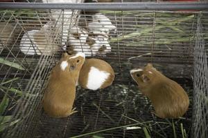 un groupe de cuys mangeant photo