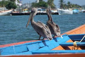 Pélicans bruns dans la mer des Caraïbes à côté de la côte paradisiaque tropicale photo