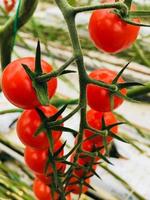grappe de tomates britanniques fraîches photo