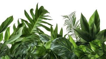 tropical feuilles feuillage plante jungle buisson floral arrangement la nature toile de fond isolé sur blanc arrière-plan, coupure chemin inclus, produire ai photo