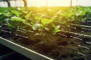 agricole les technologies pour croissance les plantes et scientifique recherche dans le champ de la biologie et chimie de la nature. vivant vert germer dans le mains de une agriculteur, produire ai photo