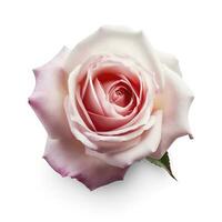 Frais magnifique Rose isolé sur blanc Contexte avec coupure tapoter, produire ai photo