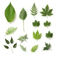 collection de Frais herbe feuilles. Roquette épices, herbes sur isolé sur blanc arrière-plan, produire ai photo