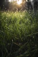 une proche en haut de herbe avec rosée gouttes sur il et une floue Contexte de le herbe et le Soleil brillant par le gouttes de le herbe sur le herbe est une ensoleillé journée lumière. génératif ai photo