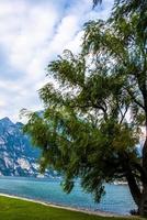 arbre au lac de garde