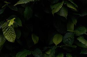 fond de feuilles vertes plein cadre de plantes photo