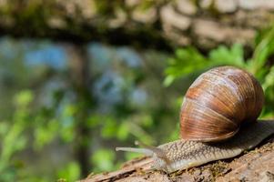 Gros plan d'escargot sauvage dans la forêt verte avec arrière-plan flou photo