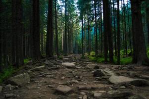 Forêt nature des Carpates sur les collines verdoyantes dans les montagnes d'été photo