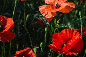 Bourgeon ouvert de fleur de pavot rouge dans le champ photo
