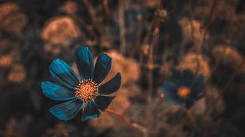 Aster bleu mexicain sur fond rouge photo