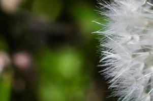 Peluches de pissenlit blanc en macro photo