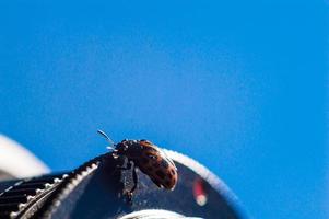 bug avec corps orange et points noirs en macro photo
