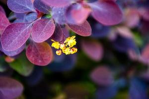 Gros plan d'un groupe d'épine-vinette jaune avec des feuilles violettes photo