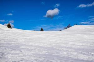 Pins et neige près de Cima Larici sur le plateau d'Asiago, Vicence, Italie photo