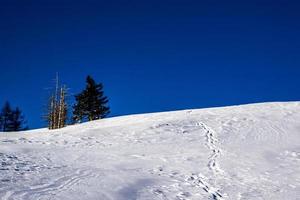 pins et neige photo