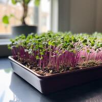 croissance microgreens à Accueil ai généré photo