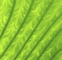 texture d'une feuille verte photo