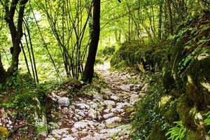 sentier alpin avec des rochers photo