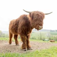 Les jeunes bovins des Highlands écossais brun sur un pâturage photo