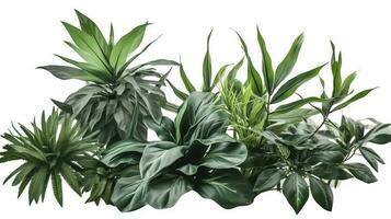 tropical feuilles feuillage plante jungle buisson floral arrangement la nature toile de fond isolé sur blanc arrière-plan, coupure chemin inclus, produire ai photo