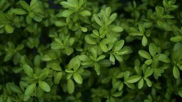 fermer coup de le petit vert feuilles de une buisson, produire ai photo