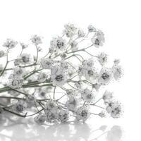 gypsophile fleurs isolé sur blanc arrière-plan, produire ai photo