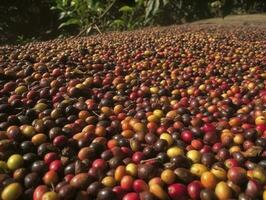 éthiopien rouge et vert café cerises mensonge à sec dans le Soleil. cette processus est le Naturel processus. bonne zurie, Ethiopie, produire ai photo
