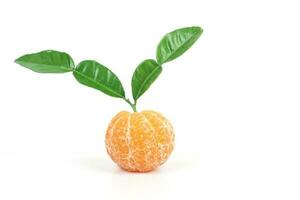 Frais des oranges de tropical zone ,doux fruit photo