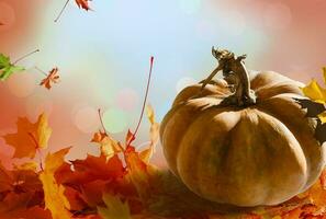 l'automne scène avec citrouilles, Halloween ou action de grâces arrière-plan, copie espace photo