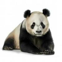 Panda isolé sur blanc arrière-plan, produire ai photo