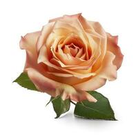 Frais magnifique Rose isolé sur blanc Contexte avec coupure tapoter, produire ai photo